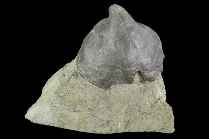 Fossil Gastropod (Platyceras) - Crawfordsville, Indiana #94800